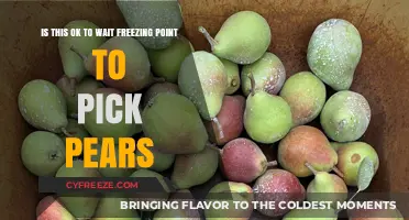 Waiting for the Frost: Is Freezing Point Ideal for Pear Harvesting?