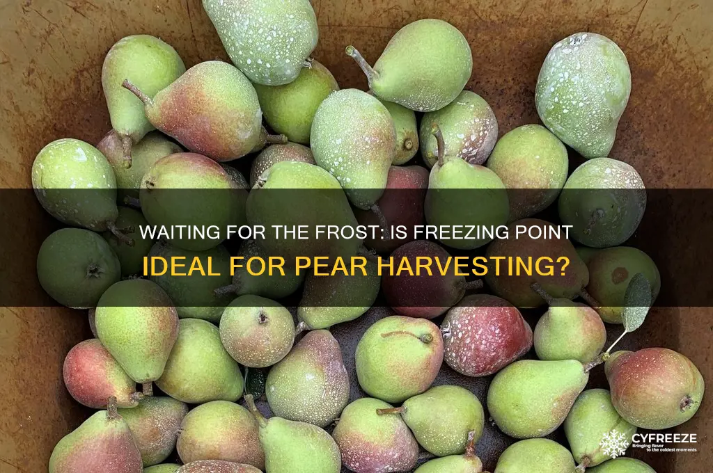 is this ok to wait freezing point to pick pears