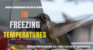 Warming Hummingbird Nectar in Winter: Essential Care or Unnecessary Step?