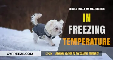 Walking Your Maltese in Winter: Safe or Too Cold?