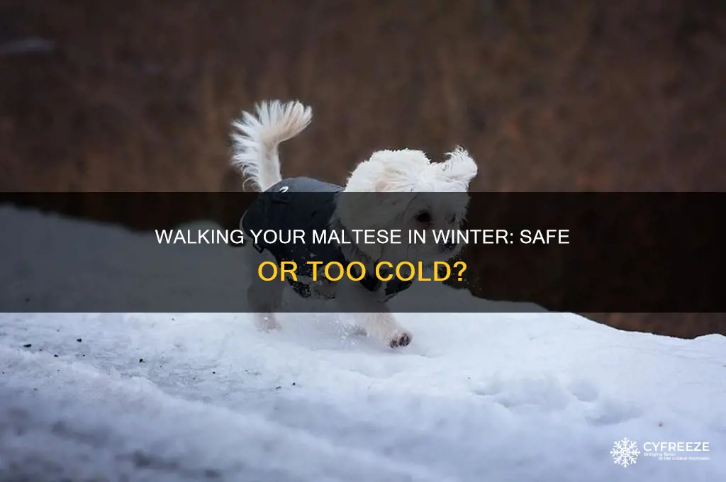 should i walk my maltese dog in freezing temperatures