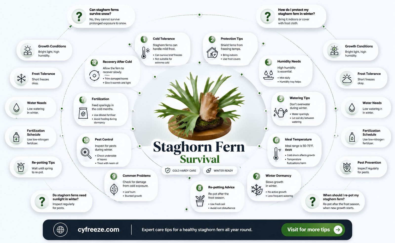 can staghorn fern surv9ve sub freezing temperatures