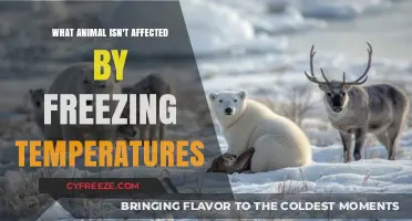 Cold-Resistant Wonders: Animals Unfazed by Freezing Temperatures