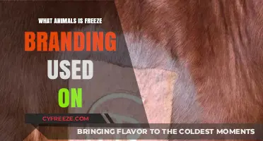 Freeze Branding: Identifying Livestock Animals with This Unique Method
