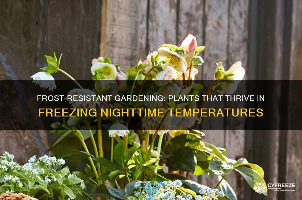 what can be planted when nighttime temperatures below freezing