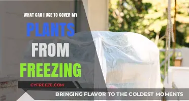Protecting Plants from Frost: Effective Covers to Prevent Freezing Damage