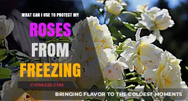 Protecting Roses from Frost: Essential Tips for Winter Care