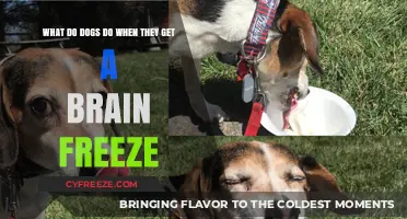 Brain Freeze in Dogs: Understanding Their Reactions to Cold Treats