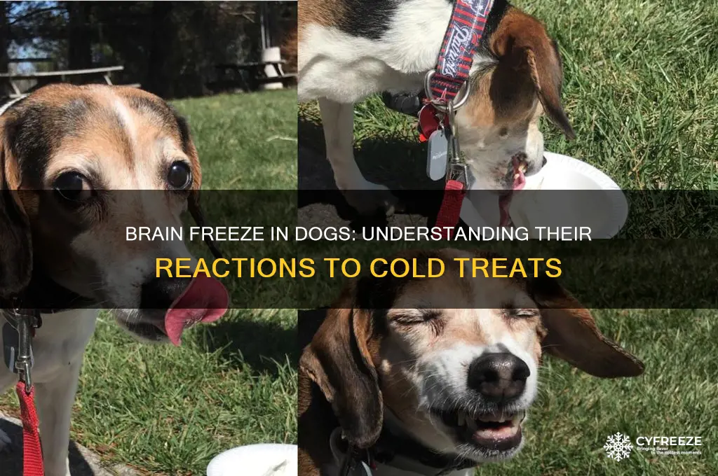 what do dogs do when they get a brain freeze
