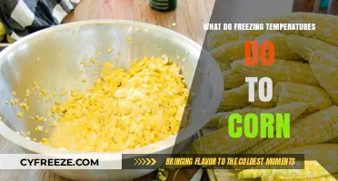 How Freezing Temperatures Impact Corn Growth and Crop Yield