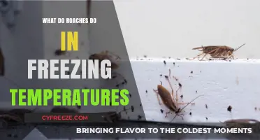 Surviving the Cold: How Roaches Adapt to Freezing Temperatures