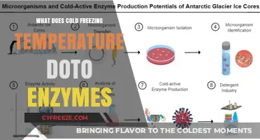 How Cold Freezing Temperatures Impact Enzyme Activity and Function