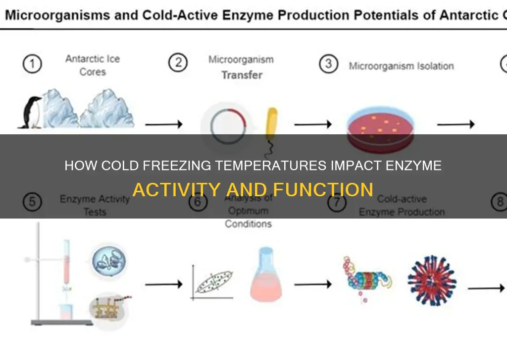 what does cold freezing temperature doto enzymes