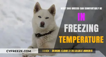 Cold-Weather Canines: Breeds Thriving in Freezing Temperatures Comfortably