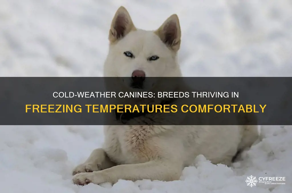 what dog breeds can comfortably be in freezing temperatures