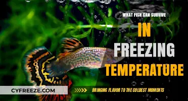 Cold-Water Survivors: Fish Species Thriving in Freezing Temperatures