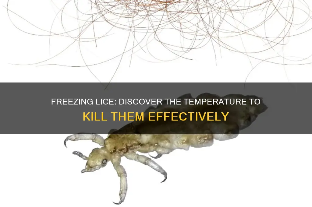 what freezing temperature kills lice