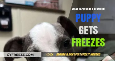 Newborn Puppy Frostbite: Risks, Prevention, and Emergency Care Tips