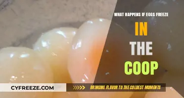 Frozen Eggs in the Coop: Causes, Effects, and Prevention Tips