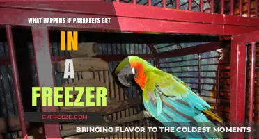 Parakeets in Freezers: Risks, Prevention, and Emergency Care Tips