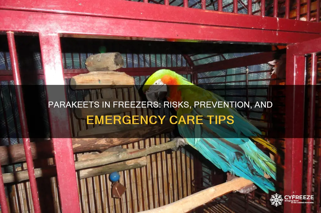 what happens if parakeets get in a freezer
