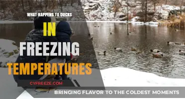 How Ducks Survive and Thrive in Freezing Winter Temperatures