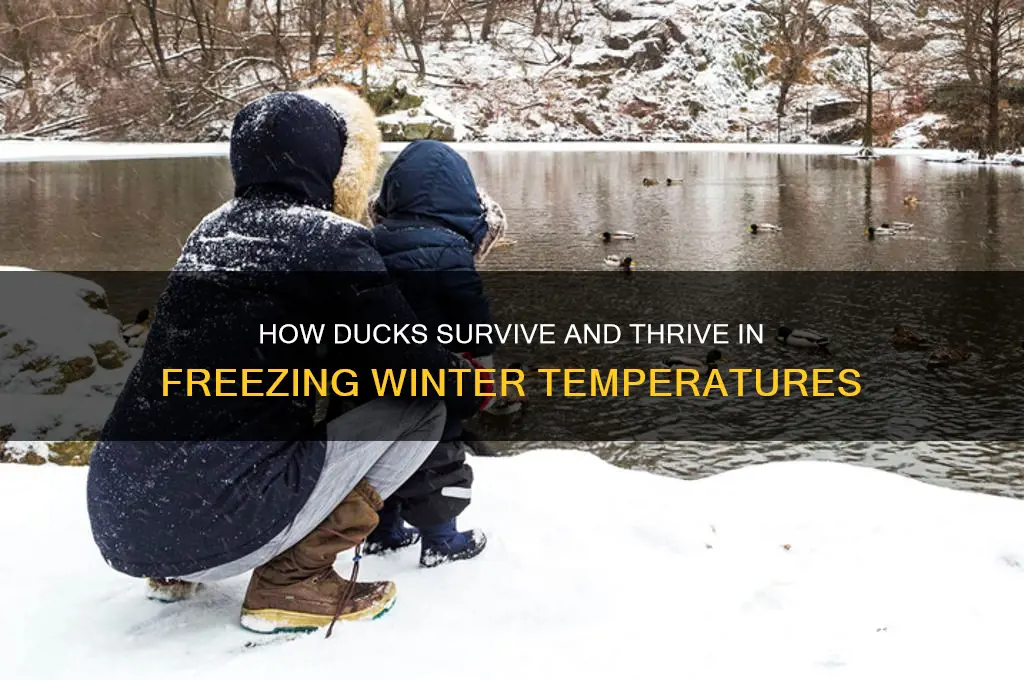 what happens to ducks in freezing temperatures