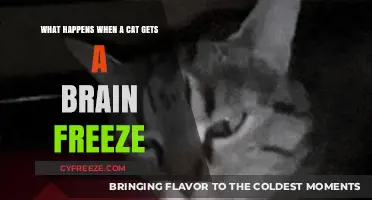 Brain Freeze in Cats: Causes, Symptoms, and Quick Relief Tips