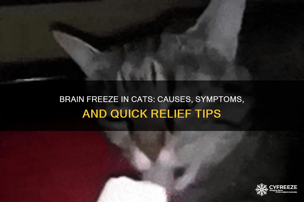 what happens when a cat gets a brain freeze