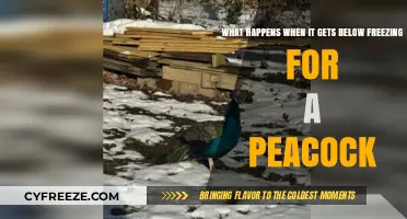 Peacock Survival: How Do They Fare in Freezing Temperatures?