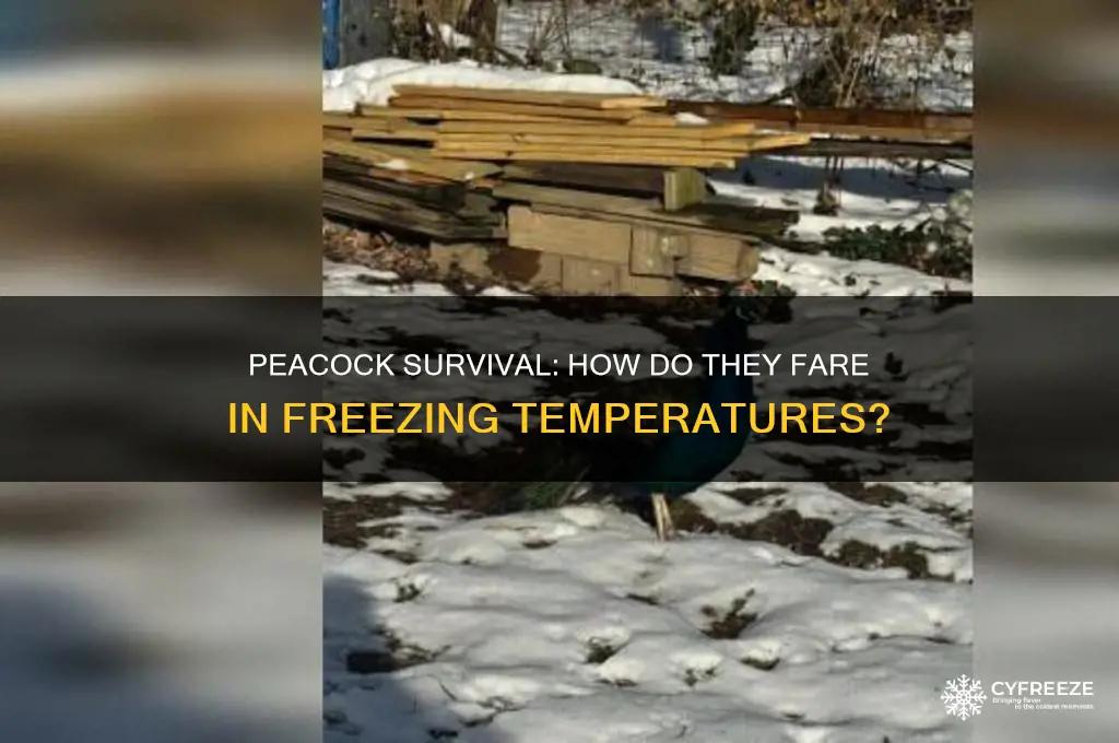 what happens when it gets below freezing for a peacock