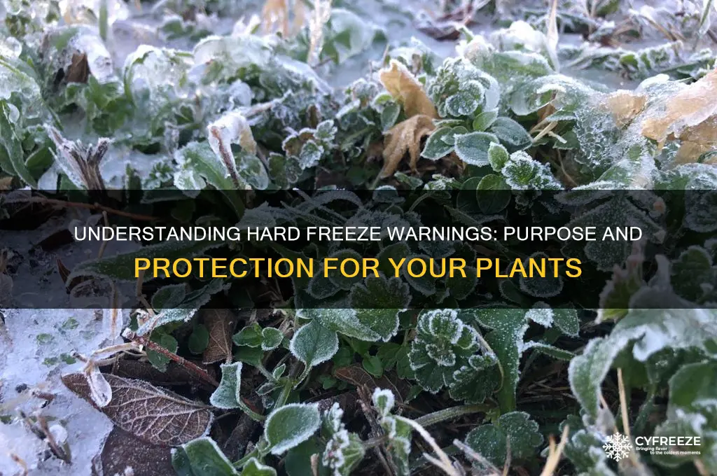 what is a hard freeze warning used for