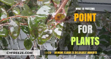 Understanding the Critical Freezing Point for Plant Survival and Growth
