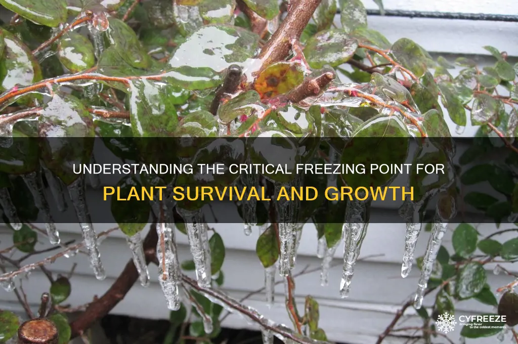what is freezing point for plants