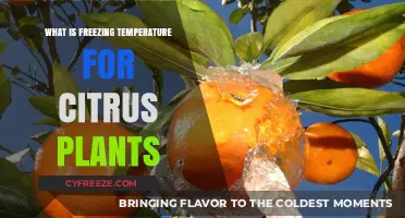 Understanding Freezing Temperatures: Protecting Your Citrus Plants from Cold Damage