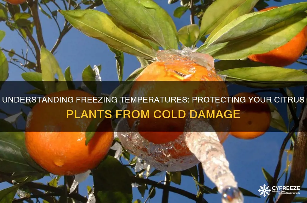 what is freezing temperature for citrus plants