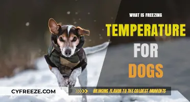 Understanding Safe Cold Limits: What is Freezing Temperature for Dogs?