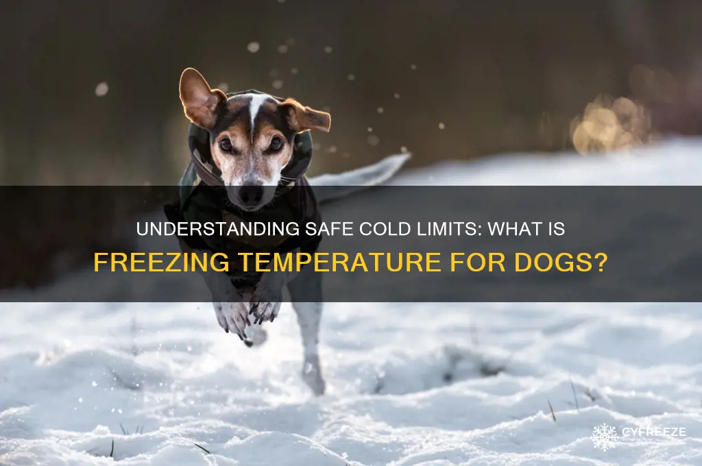 what is freezing temperature for dogs