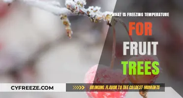 Understanding Freezing Temperatures: Protecting Your Fruit Trees from Cold Damage