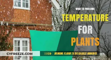 Understanding Freezing Temperatures: Protecting Plants from Cold Damage