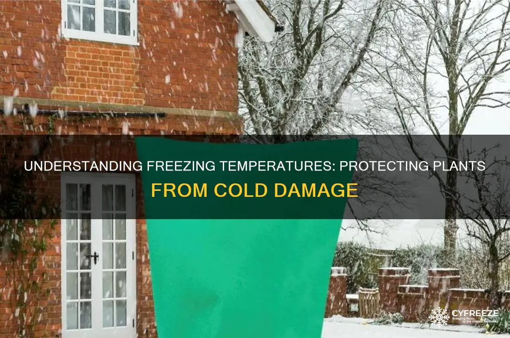 what is freezing temperature for plants