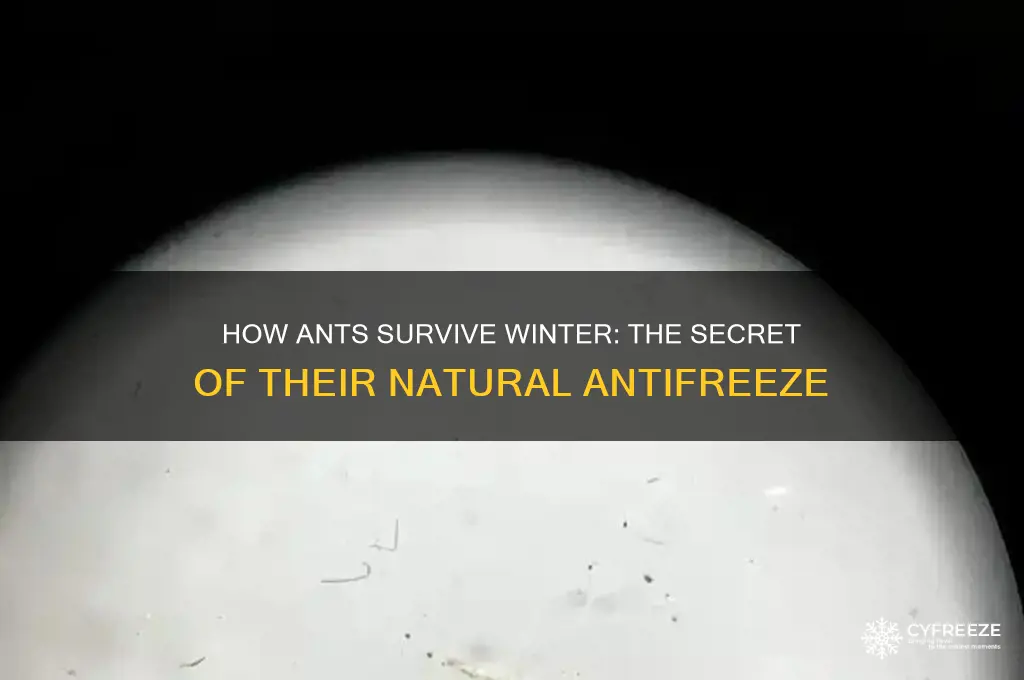 what is the anti freeze ants use
