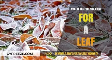 Understanding the Freezing Point of Leaves: A Botanical Exploration