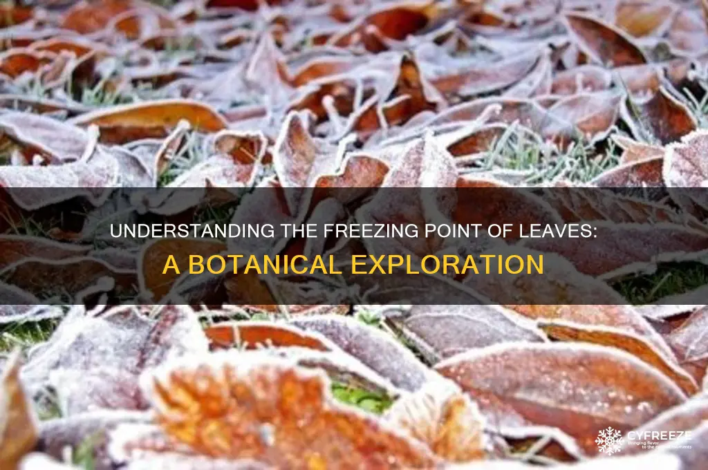 what is the freezing point for a leaf