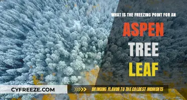 Understanding the Freezing Point of Aspen Tree Leaves in Winter