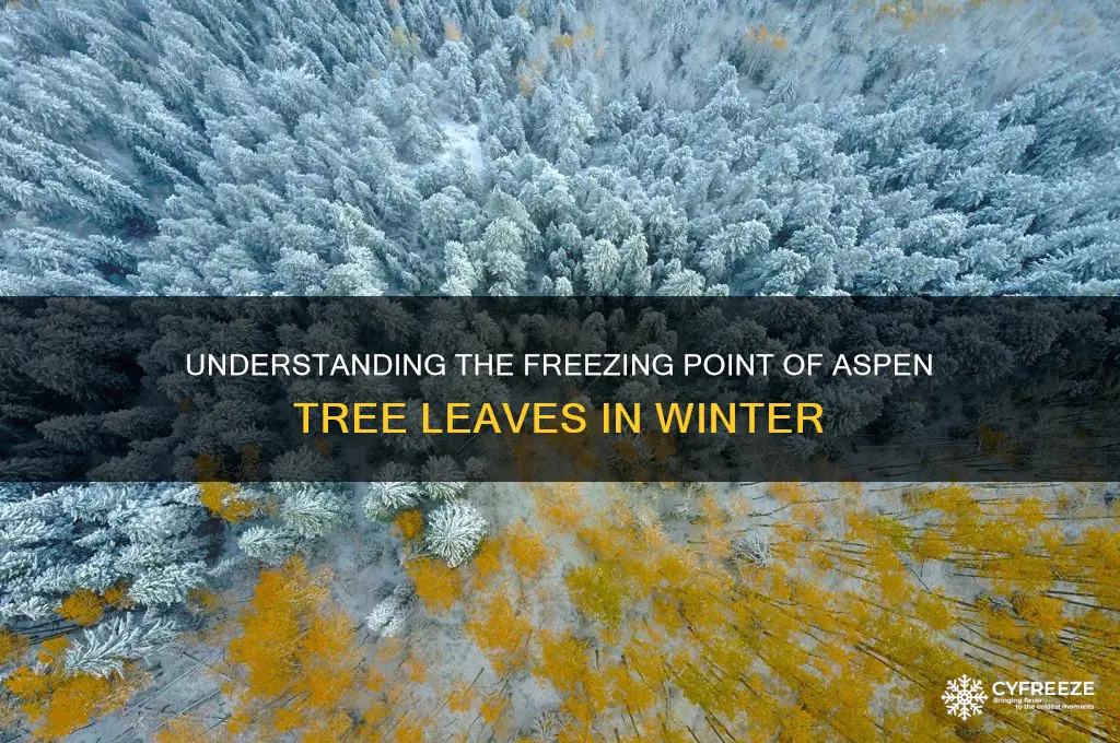 what is the freezing point for an aspen tree leaf
