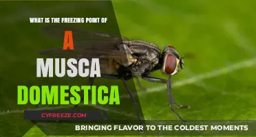 Exploring the Freezing Point of Musca Domestica: A Scientific Insight