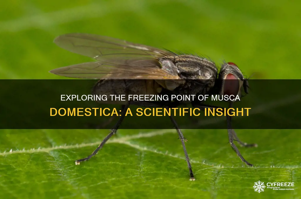 what is the freezing point of a musca domestica