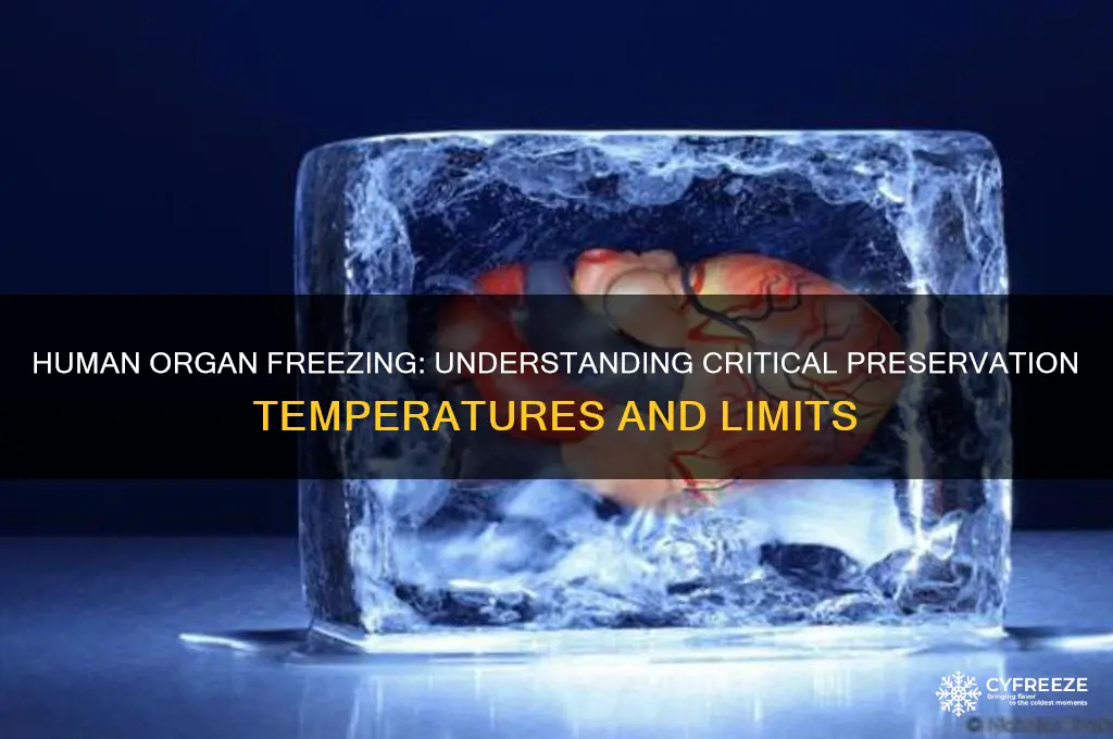 what is the freezing point of human organs