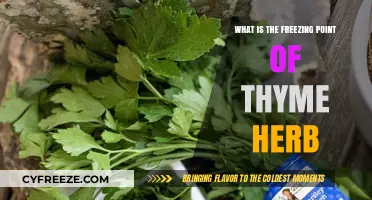 Discovering Thyme's Freezing Point: Essential Tips for Herb Preservation